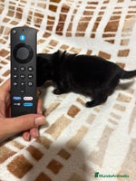 Chihuahua perros Chihuahua mini toy linea rusa - Anuncio 13