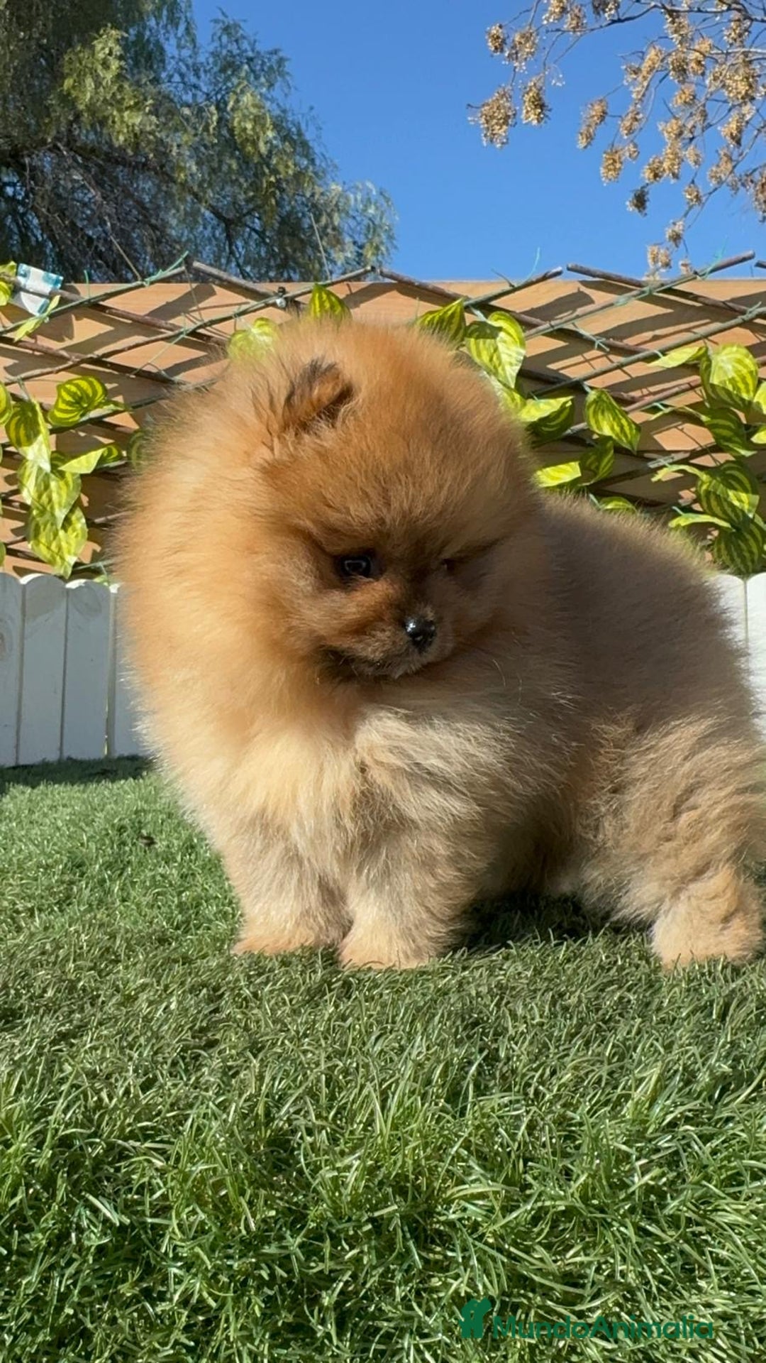 Pomerania perros en venta: POMERANIA HEMBRA CARA DE OSO - Anuncio 16