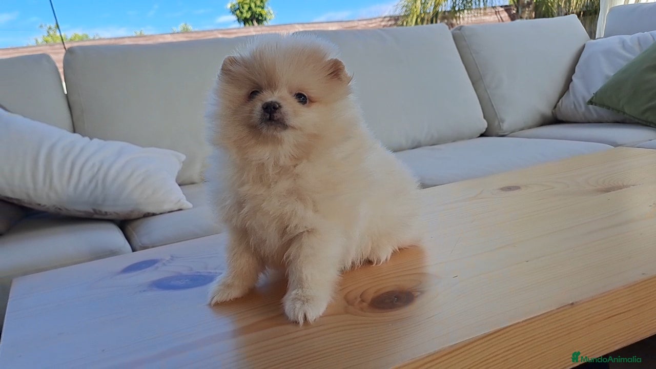 Pomerania perros Cachorrita de Pomerania  - Anuncio 1