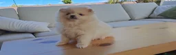 Pomerania perros en venta: Cachorrita de Pomerania  - Anuncio 1