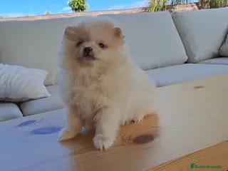 Pomerania perros Cachorrita de Pomerania - Anuncio 1
