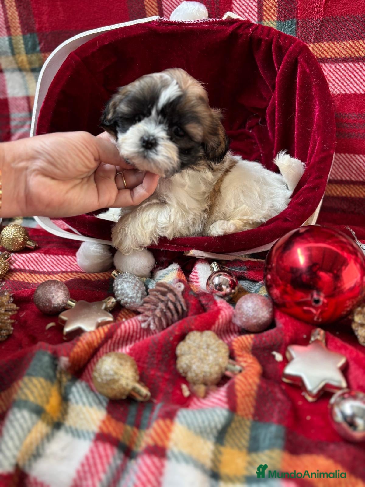 Shih Tzu perros en venta: Shih tzu tricolor MACHO!!!!! - Anuncio 1