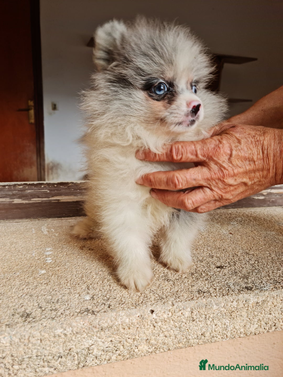 Pomerania perros en venta: Pomerania exotico - Imagen 2