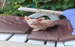 Sphynx gatos en venta: Gatitos sphyng  - Imagen 2