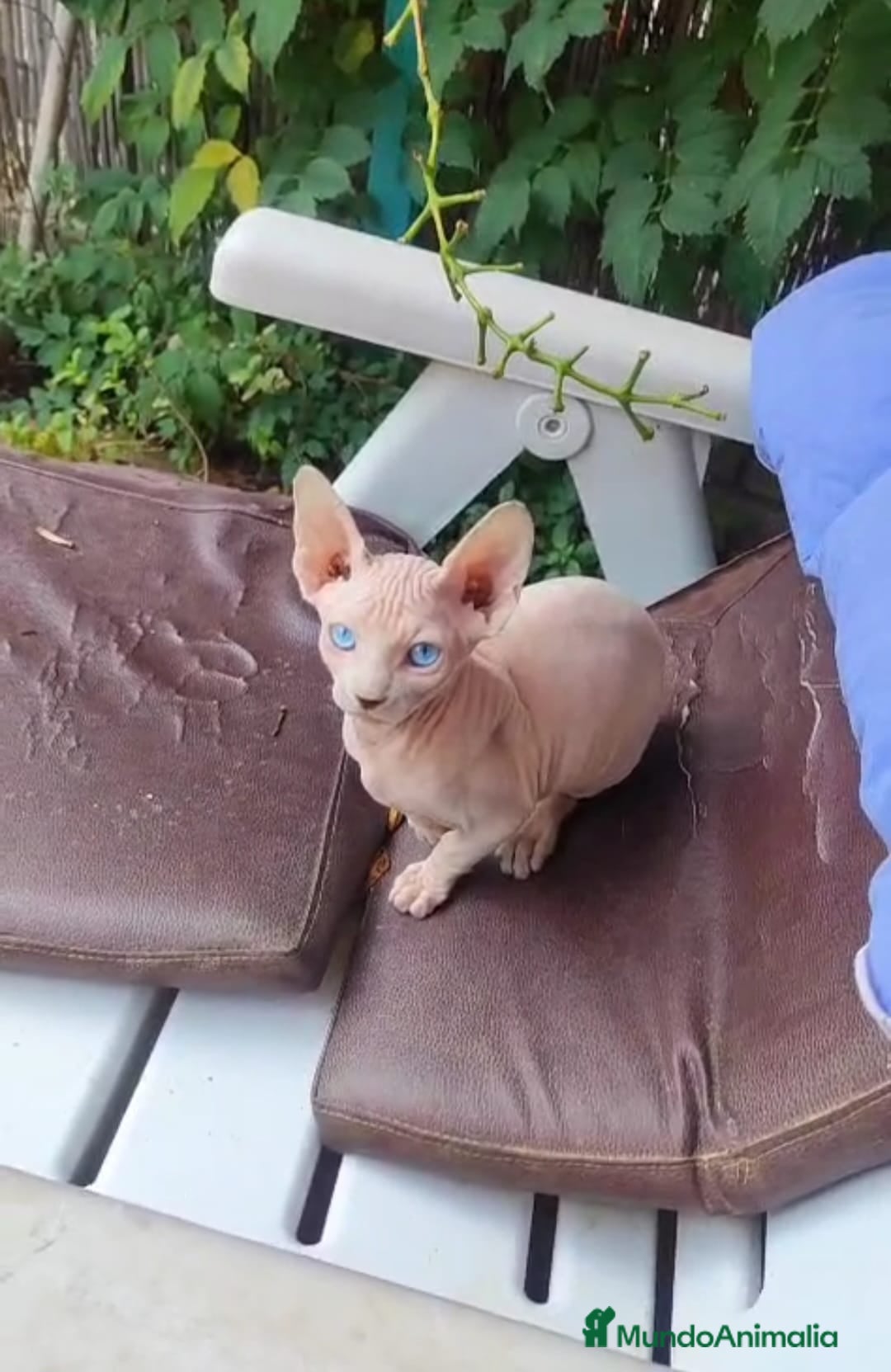 Sphynx gatos en venta: Gatitos sphyng  - Imagen 2