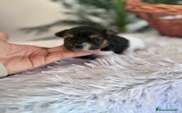 Yorkshire Terrier perros en venta: YORKSHIRE BIEWER HEMBRA - Anuncio 7