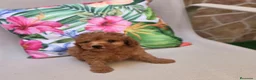 Caniche Toy perros en venta: Caniche toy  - Anuncio 5