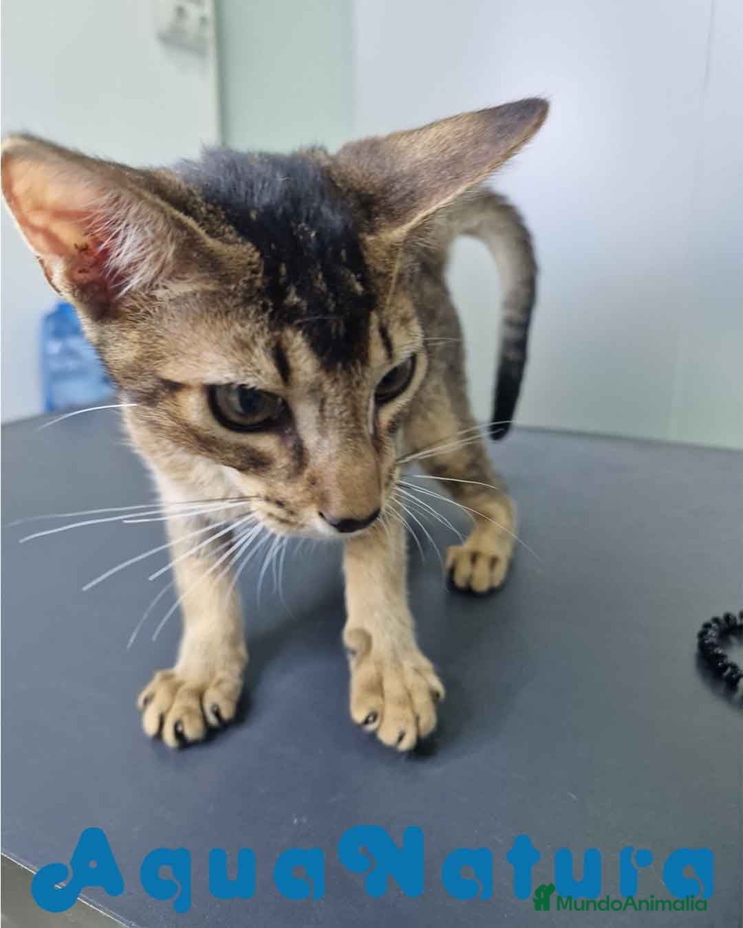 Abisinio gatos en venta: Abisinio Macho de Santa 1834 AQUANATURA - Imagen 3