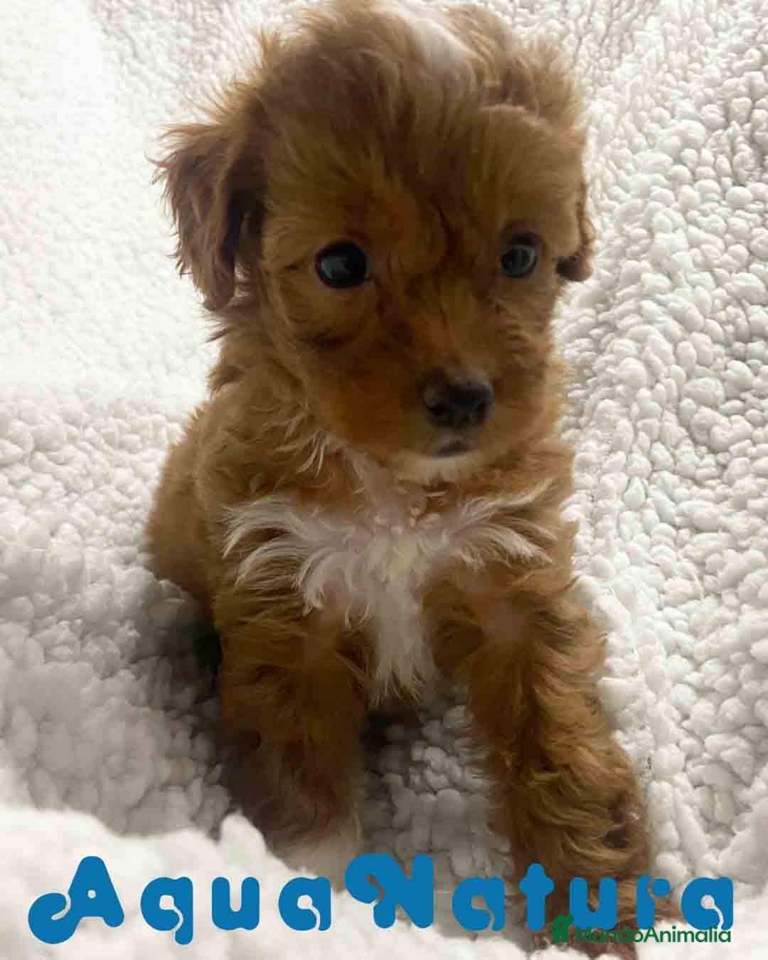 Havapoo perros  Havapoo Hembra 1 de Haya y Can AQUANATURA - Anuncio 1