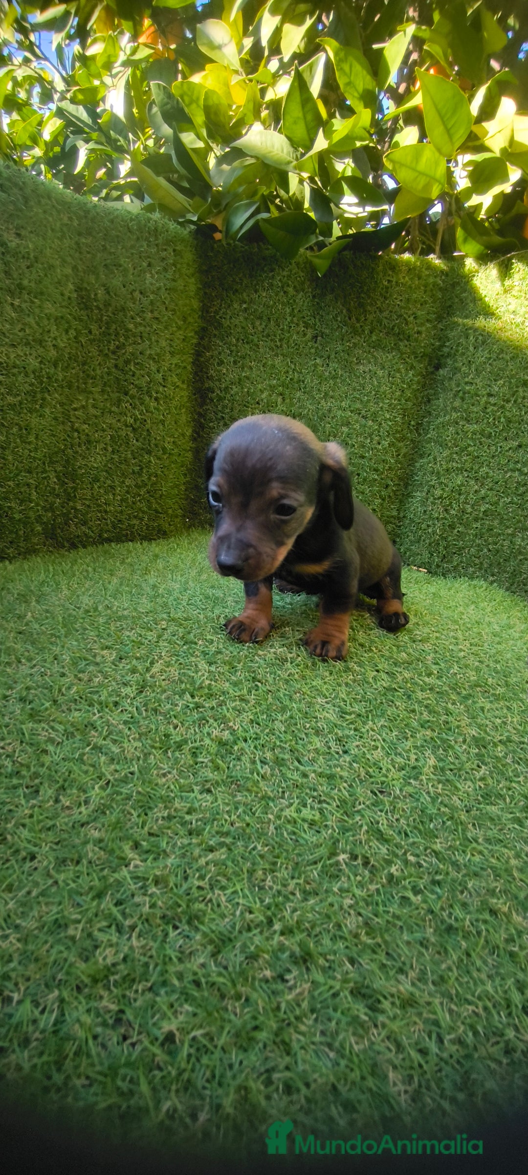 Teckel Miniatura perros en venta: camada teckel miniatura  - Anuncio 10