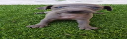 Pequeño Lebrel Italiano perros en venta: Galgos Italianos Blue  - Anuncio 4