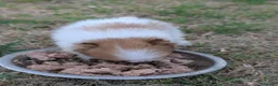 Pomerania perros en venta: Pomerania cariñosa - Anuncio 4