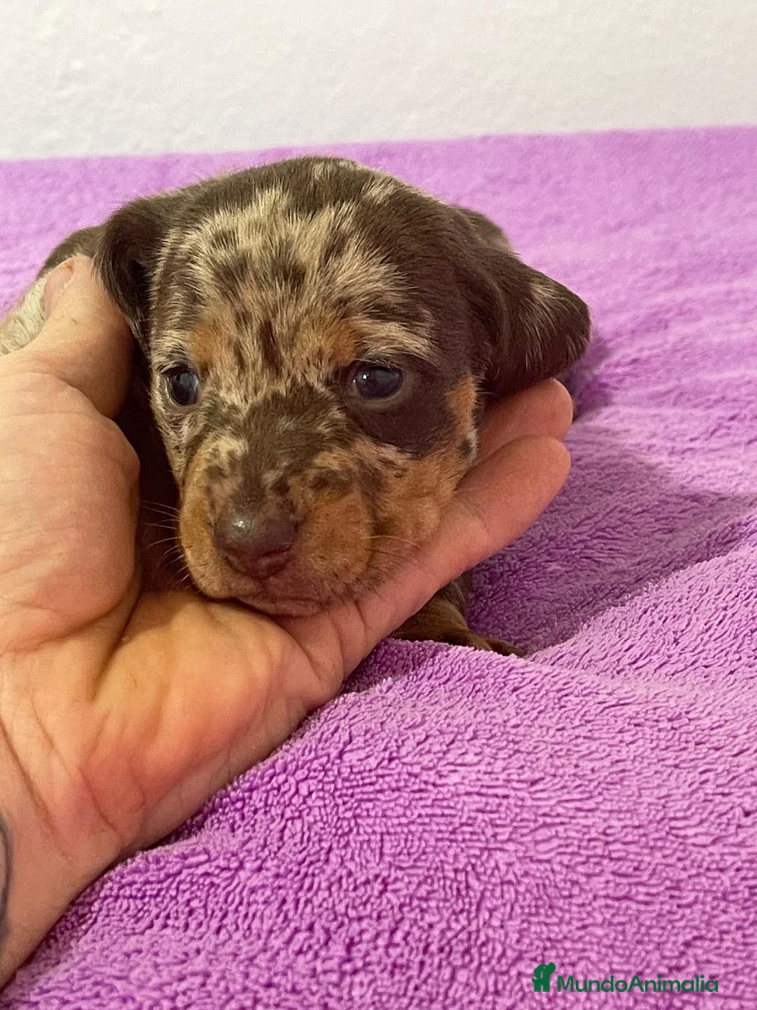 Teckel Miniatura perros en venta: Teckel kanichen chocolate y arlequín chocolate - Anuncio 1