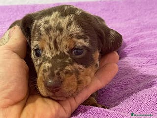 Teckel Miniatura perros Teckel kanichen chocolate y arlequín chocolate - Anuncio 5