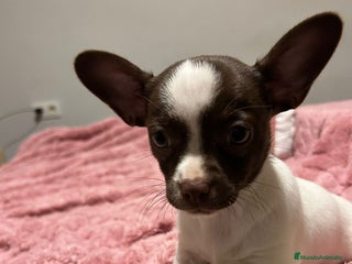 Chihuahua perros Chihuahua linea rusa - Anuncio 1