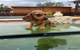 Teckel perros en venta: Teckel kanichen y mini - Imagen 4