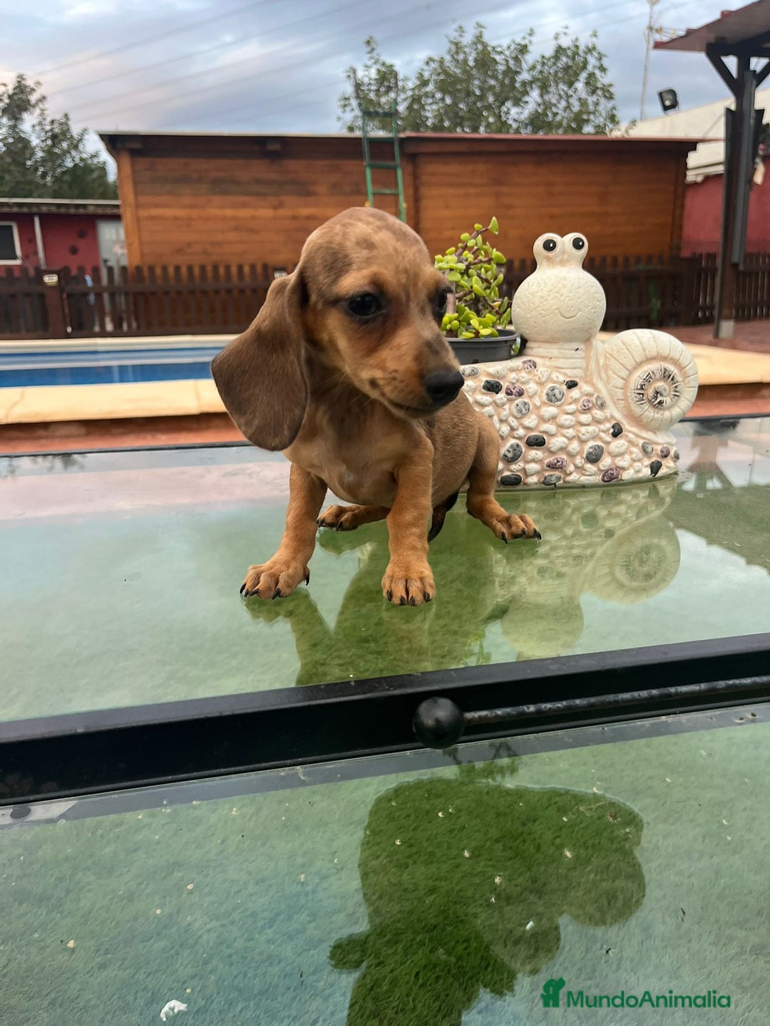 Teckel perros en venta: Teckel kanichen y mini - Imagen 4