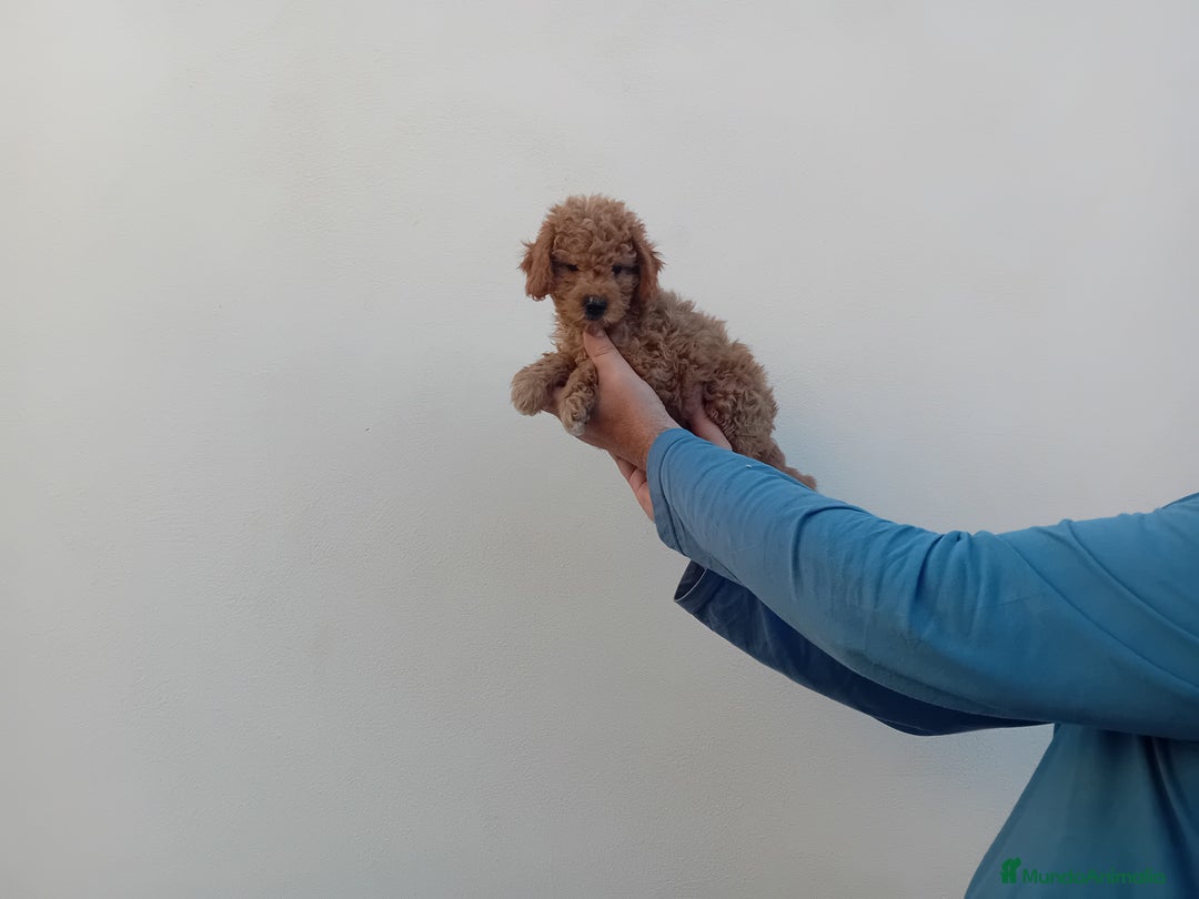 Caniche Toy perros en venta: ‼️‼️CANICHE HEMBRA TOY ROJA 50% ASIÁTICA  - Imagen 3