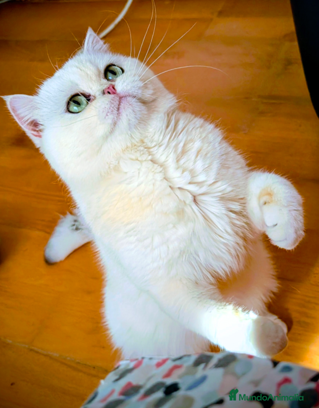 Británico de Pelo Corto gatos en adopcion: Gem, british shorthair golden Sunshine en adopción - Anuncio 2