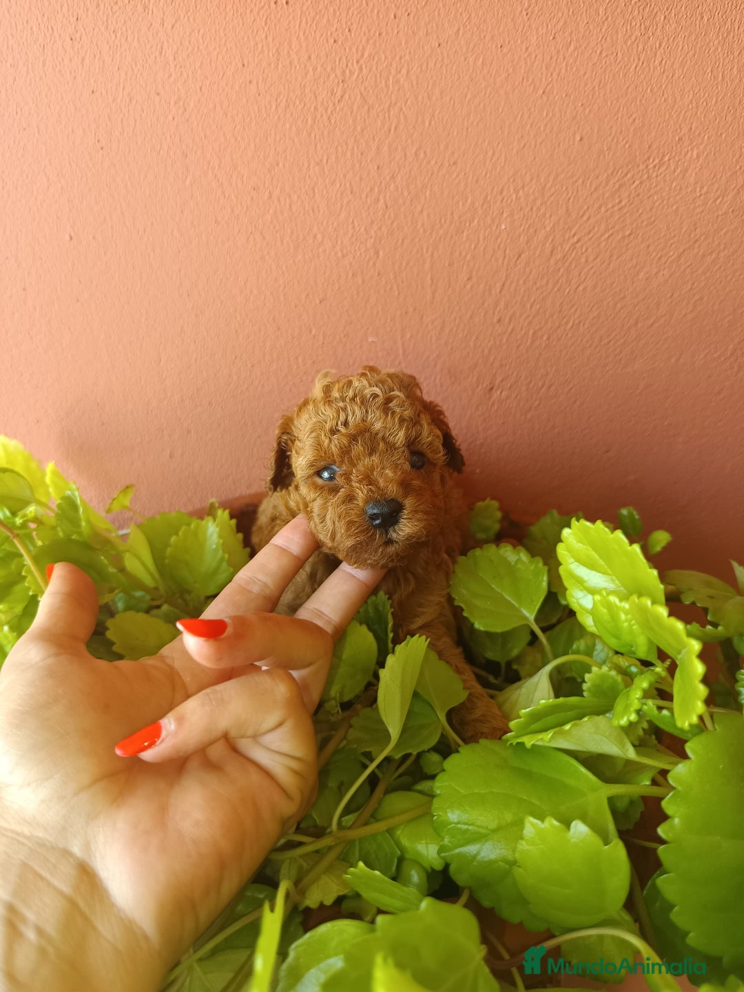 Caniche Toy perros en venta: Caniche toy rojo - Imagen 4