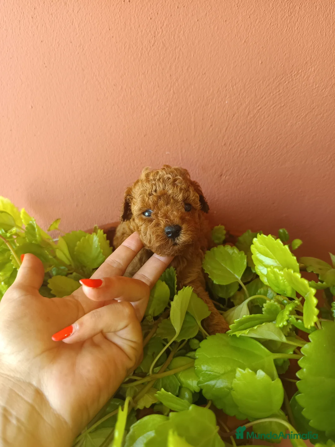 Caniche Toy perros en venta: Caniche toy rojo - Anuncio 4