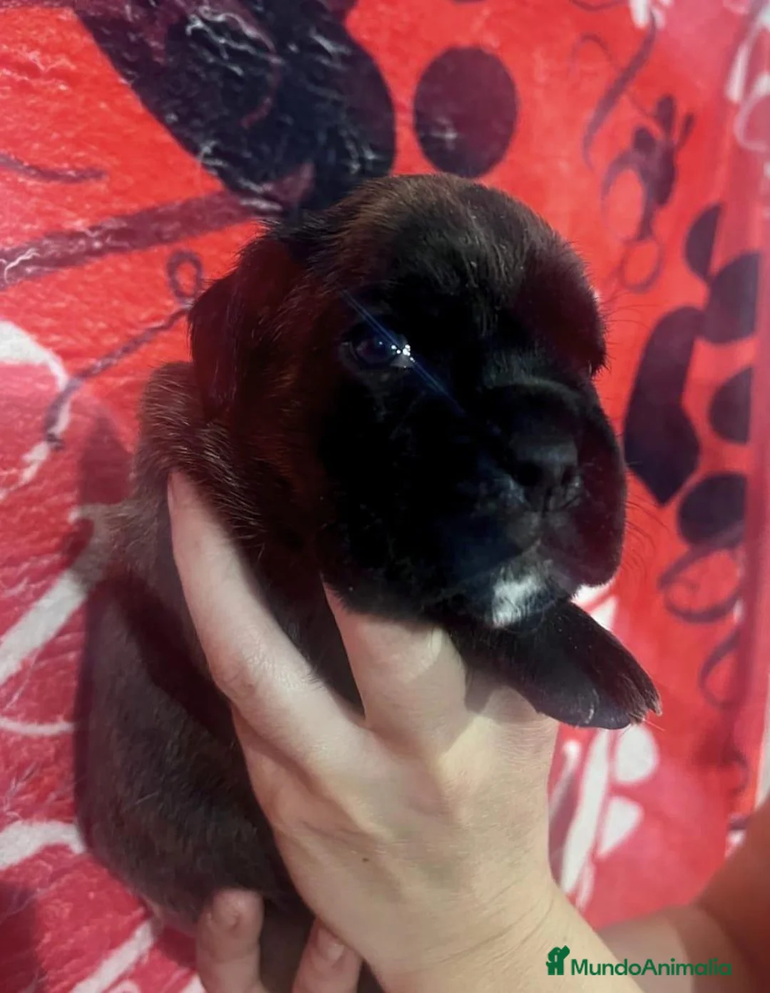 Boxer perros en venta: BOXER - Anuncio 2
