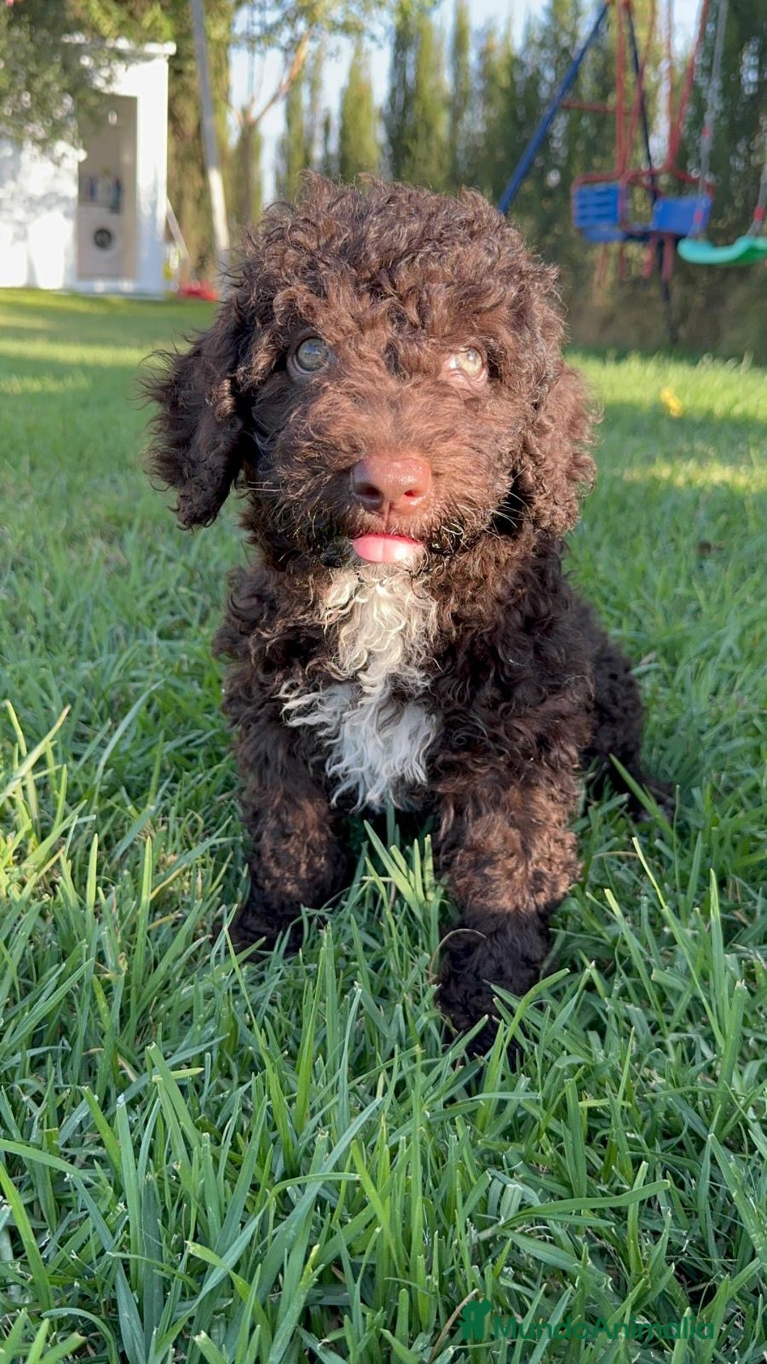 Perro de Agua Español perros en venta: PERRO DE AGUA ESPAÑOL - Imagen 7