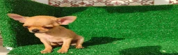Chihuahua perros en venta: Chihuahua  - Anuncio 5