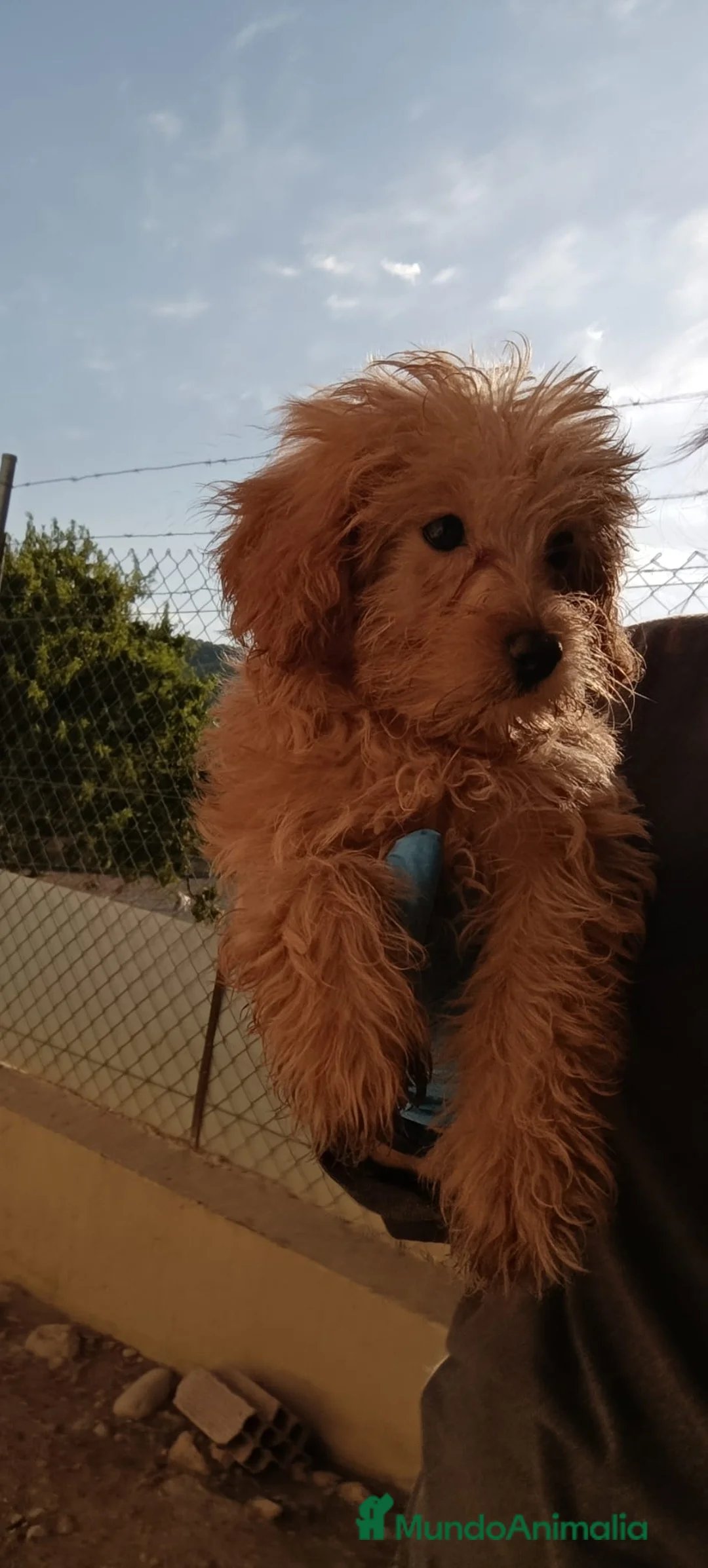 Caniche Toy perros en venta: CANICHE TOY HEMBRITA - Anuncio 3