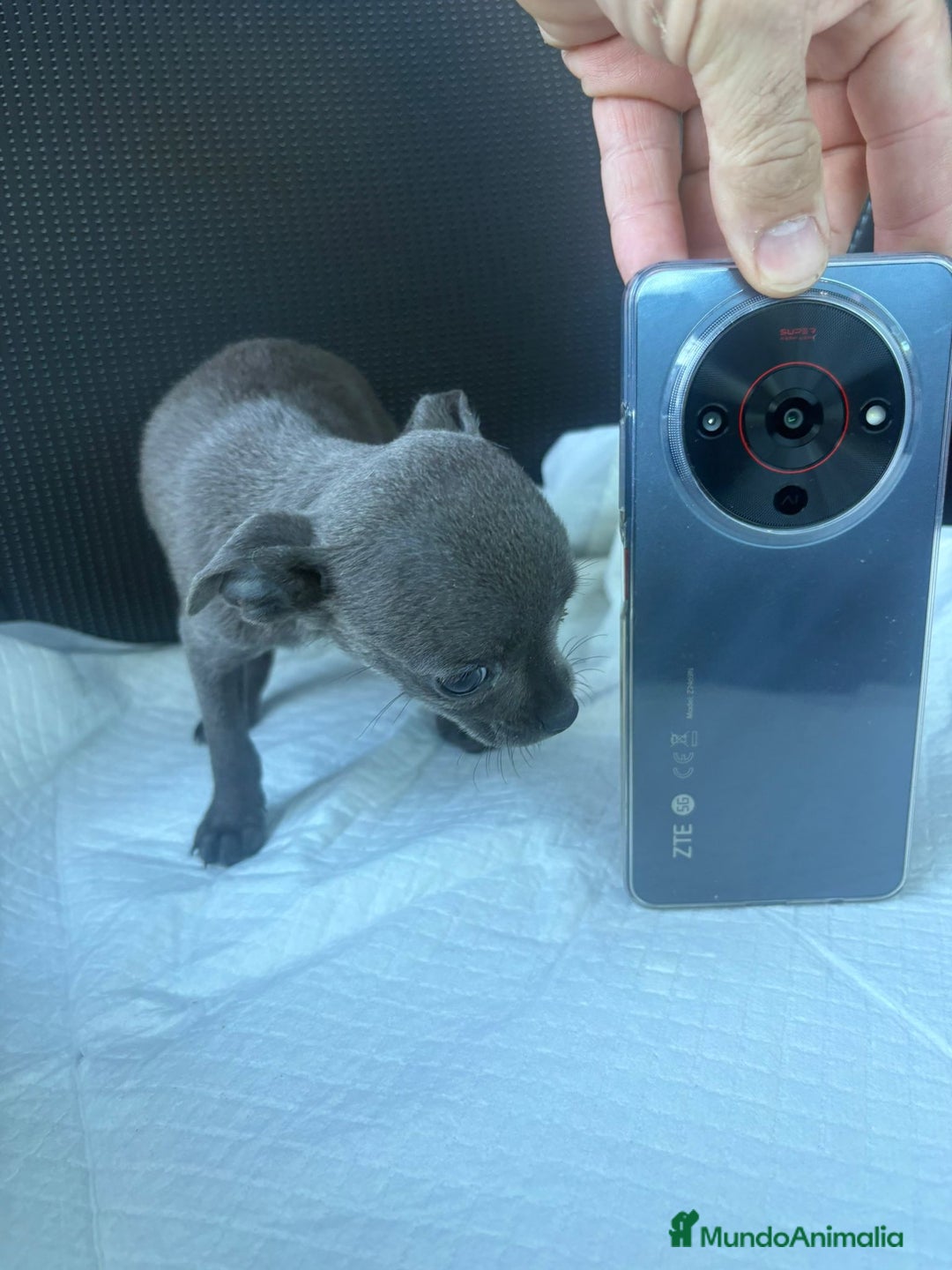 Chihuahua perros en venta: Chihuahua toy blue - Anuncio 5