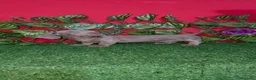 Teckel Miniatura perros en venta: Teckel kaninchen  - Anuncio 5