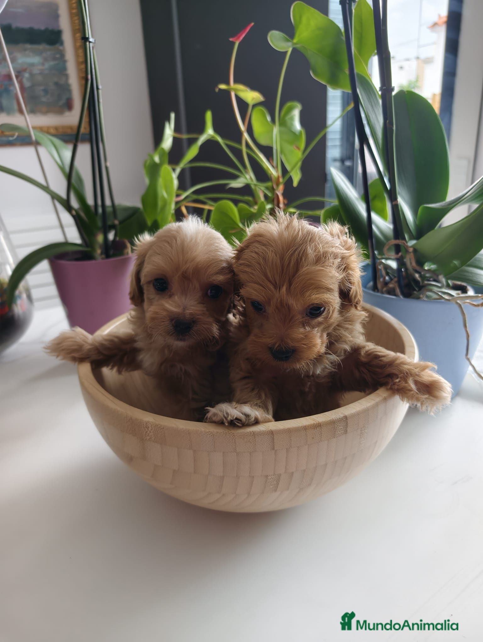 Maltipoo perros Maltipoo  - Anuncio 1