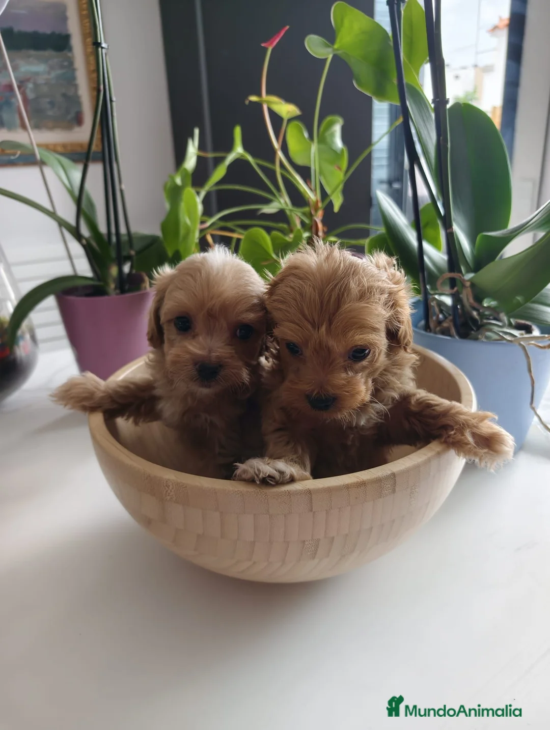 Maltipoo perros en venta: Maltipoo  - Anuncio 1