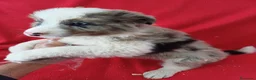 Border Collie perros en venta: Border Collie Merle  - Anuncio 2