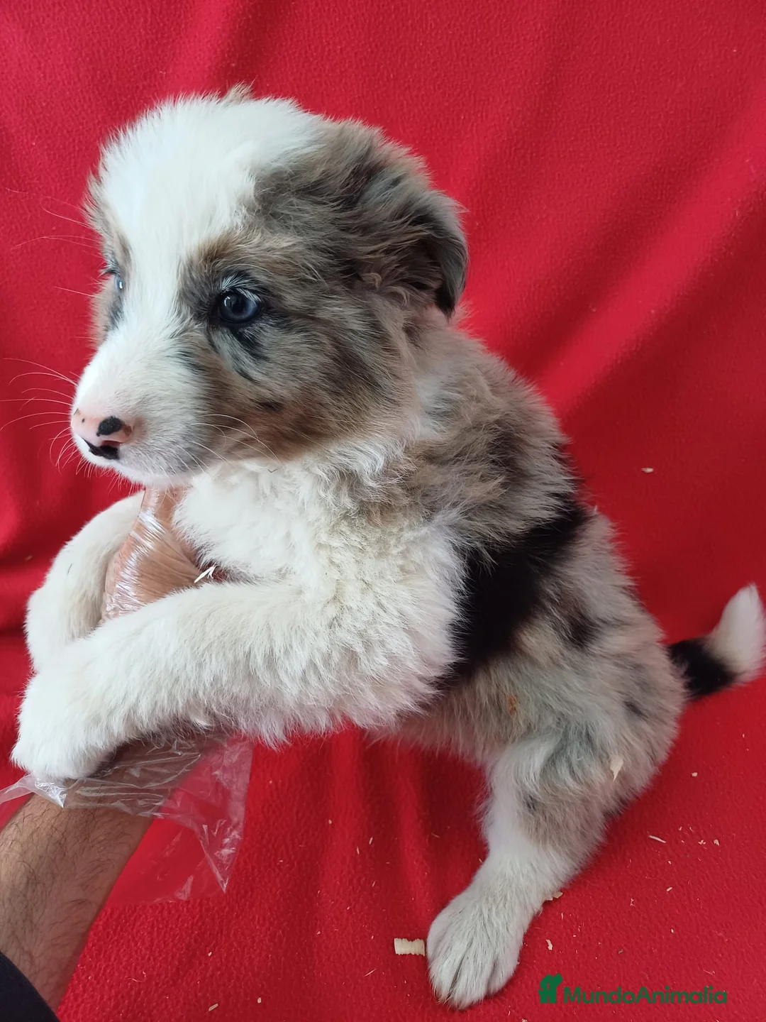 Border Collie perros en venta: Border Collie Merle  - Anuncio 2