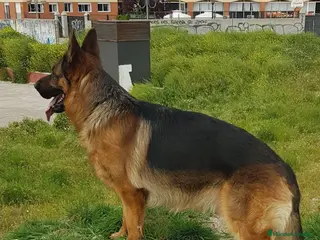 Pastor Alemán perros Pastor Aleman cachorros calidad - Anuncio 10