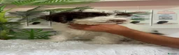 Perro de Agua Español perros en venta: PERRO DE AGUA - Anuncio 1