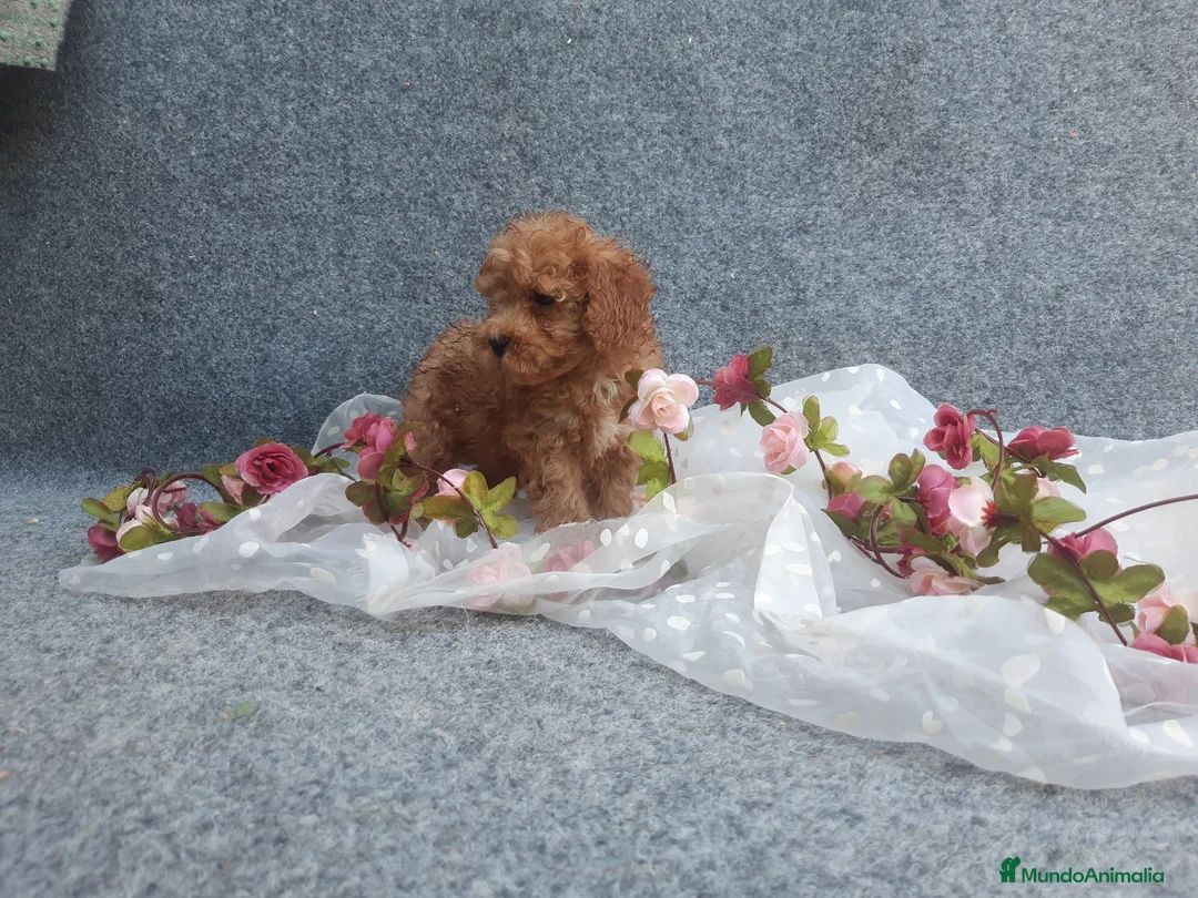 Caniche Toy perros en venta: PRECIOSOS CANICHE  ROJO LINEA TOY - Anuncio 2