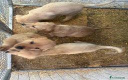 Labrador Retriever perros en venta: Labrador retriever  - Imagen 5