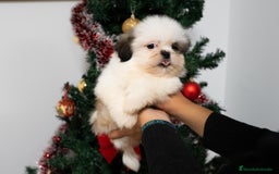 Shih Tzu perros en venta: Camada de Shih Tzu  - Anuncio 5