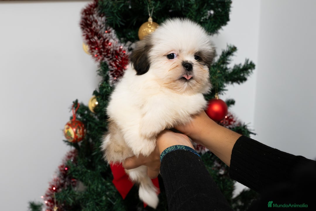 Shih Tzu perros en venta: Camada de Shih Tzu  - Anuncio 5