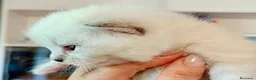 Británico de Pelo Corto gatos en venta:  BRITISH SHORTAIR gatita Se vende - Anuncio 2