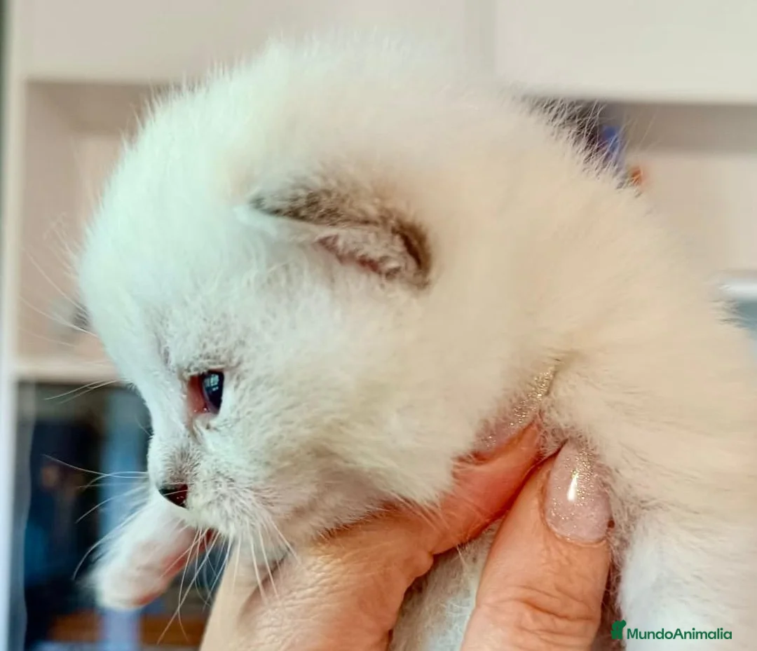 Británico de Pelo Corto gatos en venta:  BRITISH SHORTAIR gatita Se vende - Anuncio 2