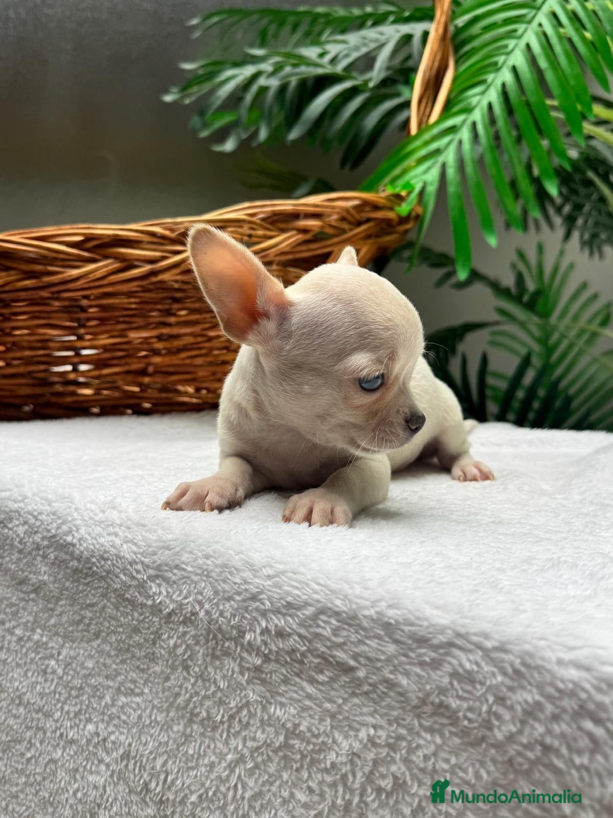 Chihuahua perros CHIHUAHUA MACHO - Anuncio 1