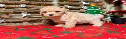 Maltipoo perros en venta: Maltipoo - Anuncio 2
