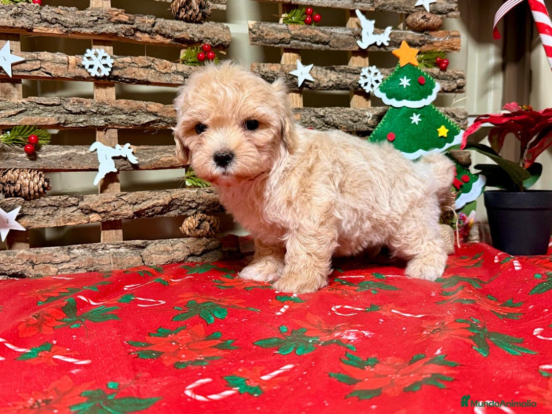 Maltipoo perros en venta: Maltipoo - Anuncio 2