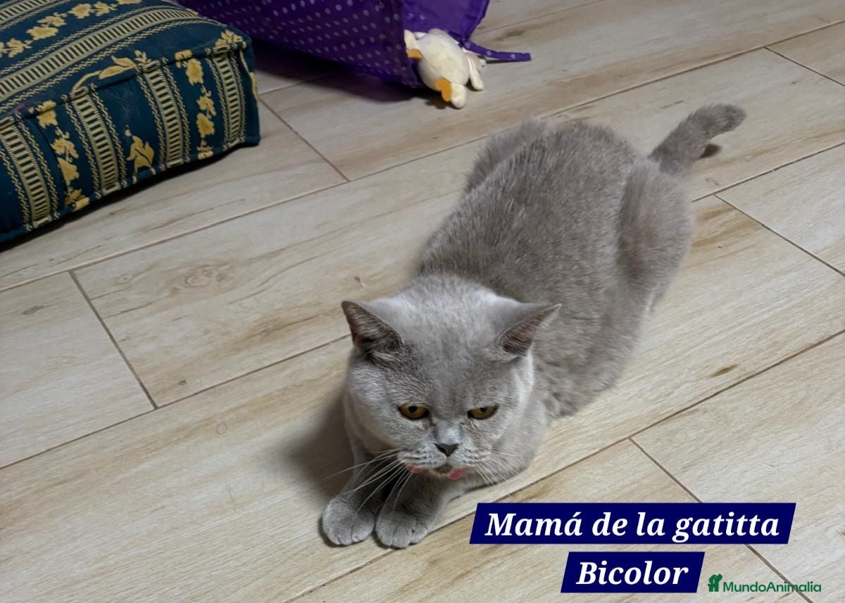 Británico de Pelo Corto gatos GATOS BRITANICO PELO CORTO BICOLOR - Anuncio 1