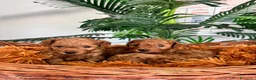 Caniche Toy perros en venta: CANICHE TOY-ENTREGA EN SEPTIEMBRE - Anuncio 8