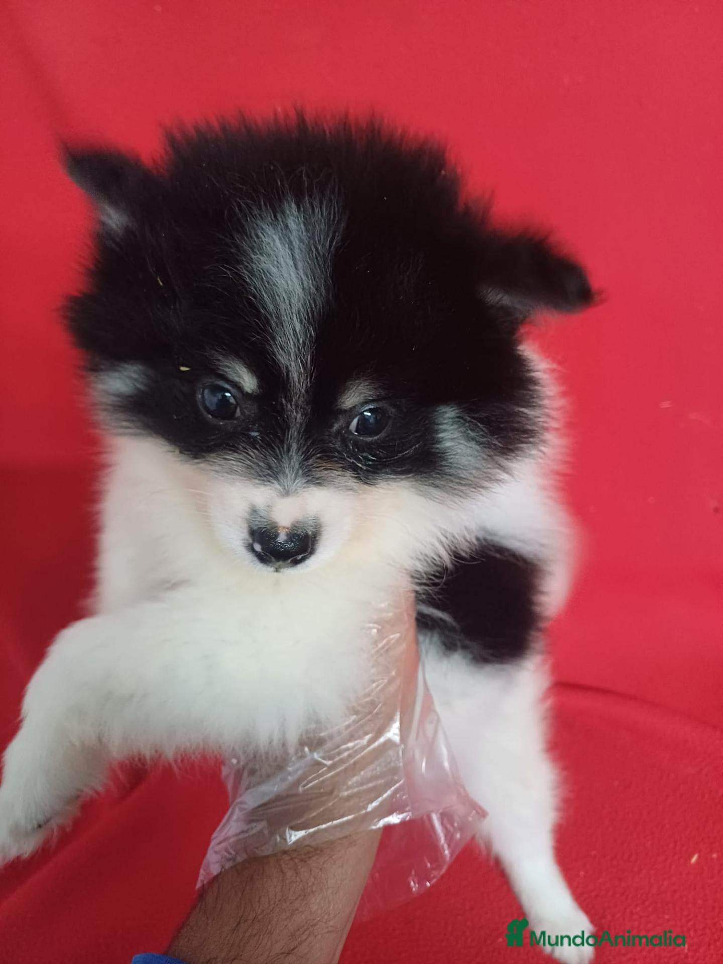 Pomerania perros Pomerania Panda  - Anuncio 2