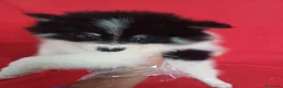 Pomerania perros en venta: Pomerania Panda  - Anuncio 1